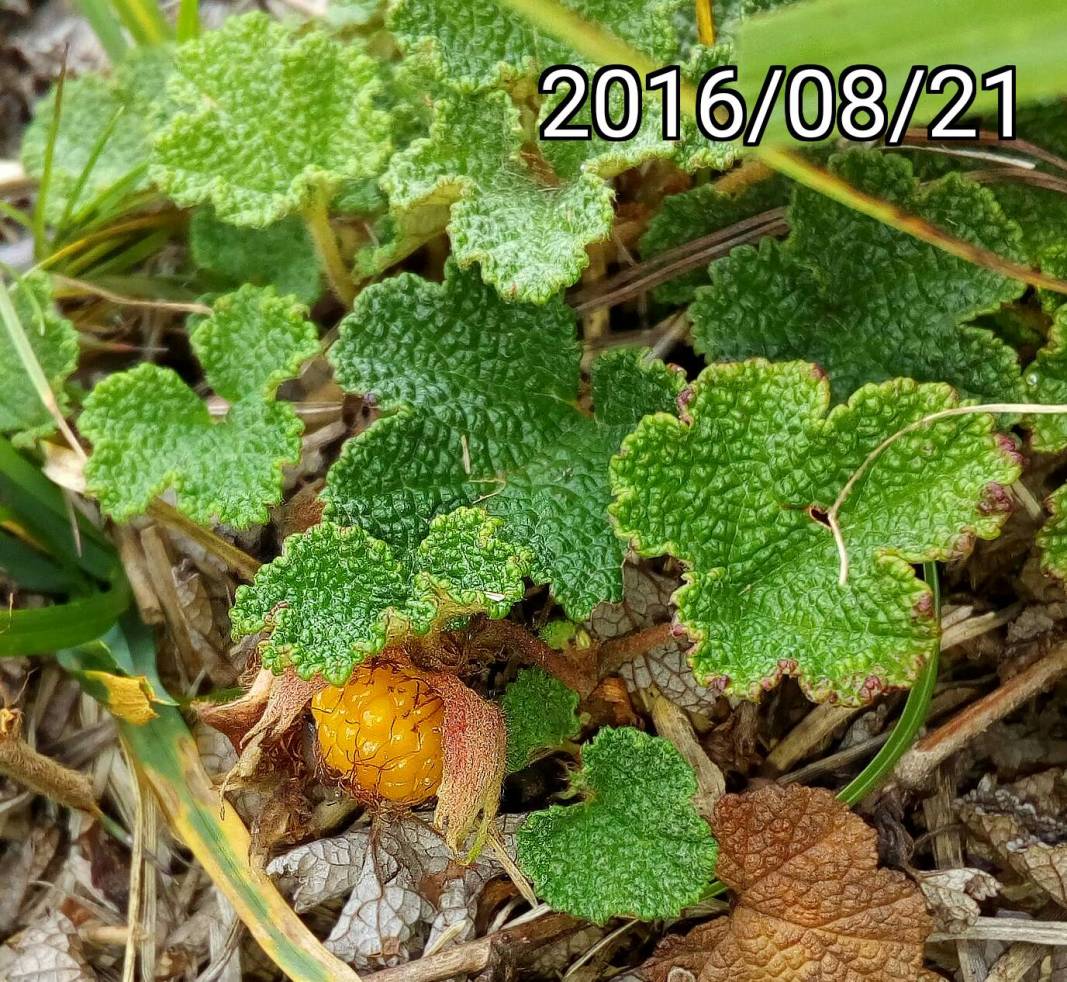 玉山懸鉤子的果實, fruit of Rubus hayata-koidzumii, Rubus calycinoides, Rubus pentalobus￼, Creeping Bramble, Creeping Raspberry
