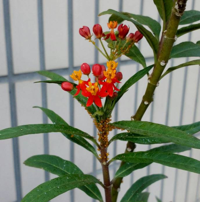  馬利筋 tropical milkweed ￼食蚜虻, Acer liquid X1 + AndCamera