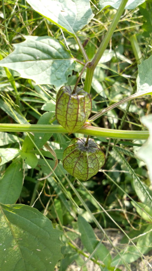燈籠草 Physalis angulata