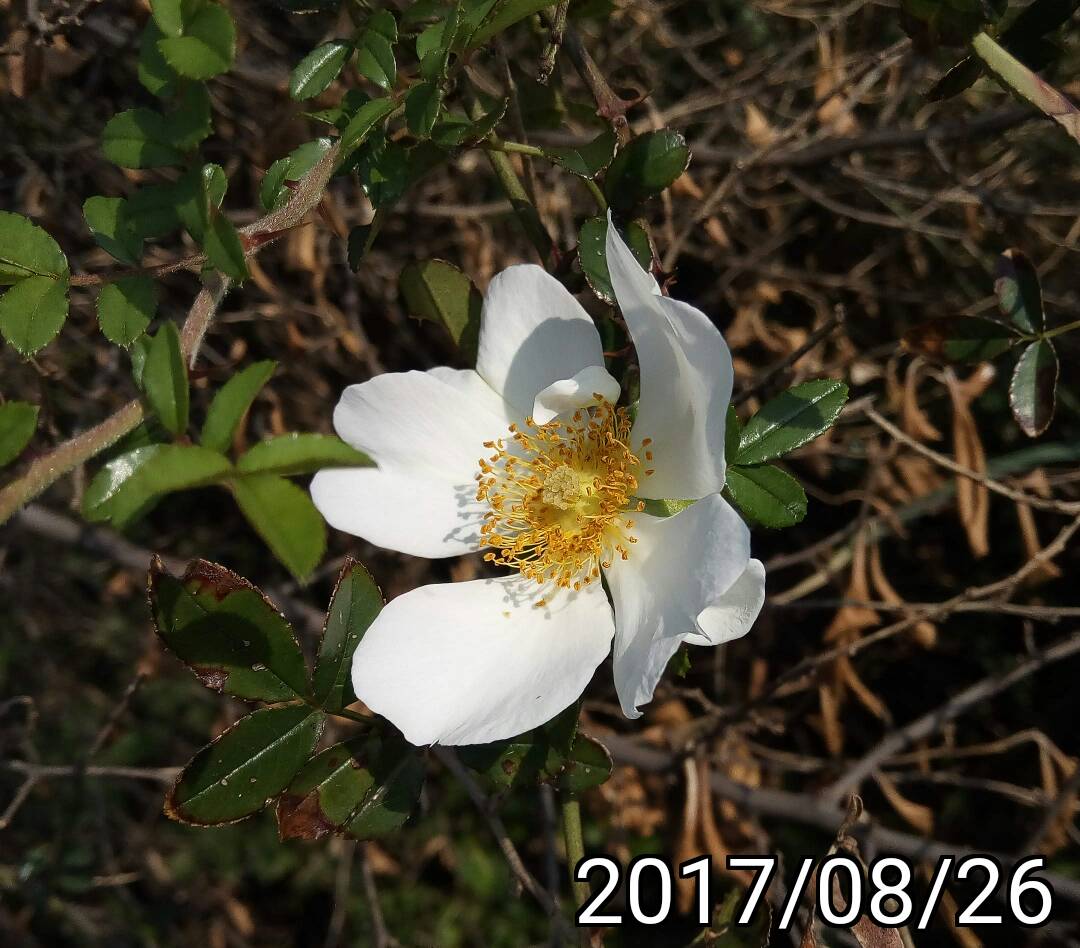 小金櫻、Rosa taiwanensis、白色單瓣薔薇