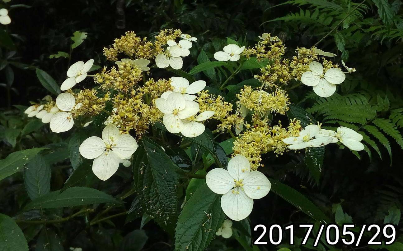 狹瓣八仙花、Hydrangea angustipetala