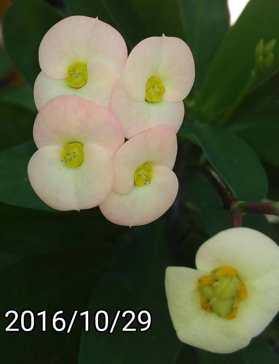 黃/粉紅麒麟花, yellow/pink Euphorbia milii, crown of thorns, Christ plant, Christ thorn