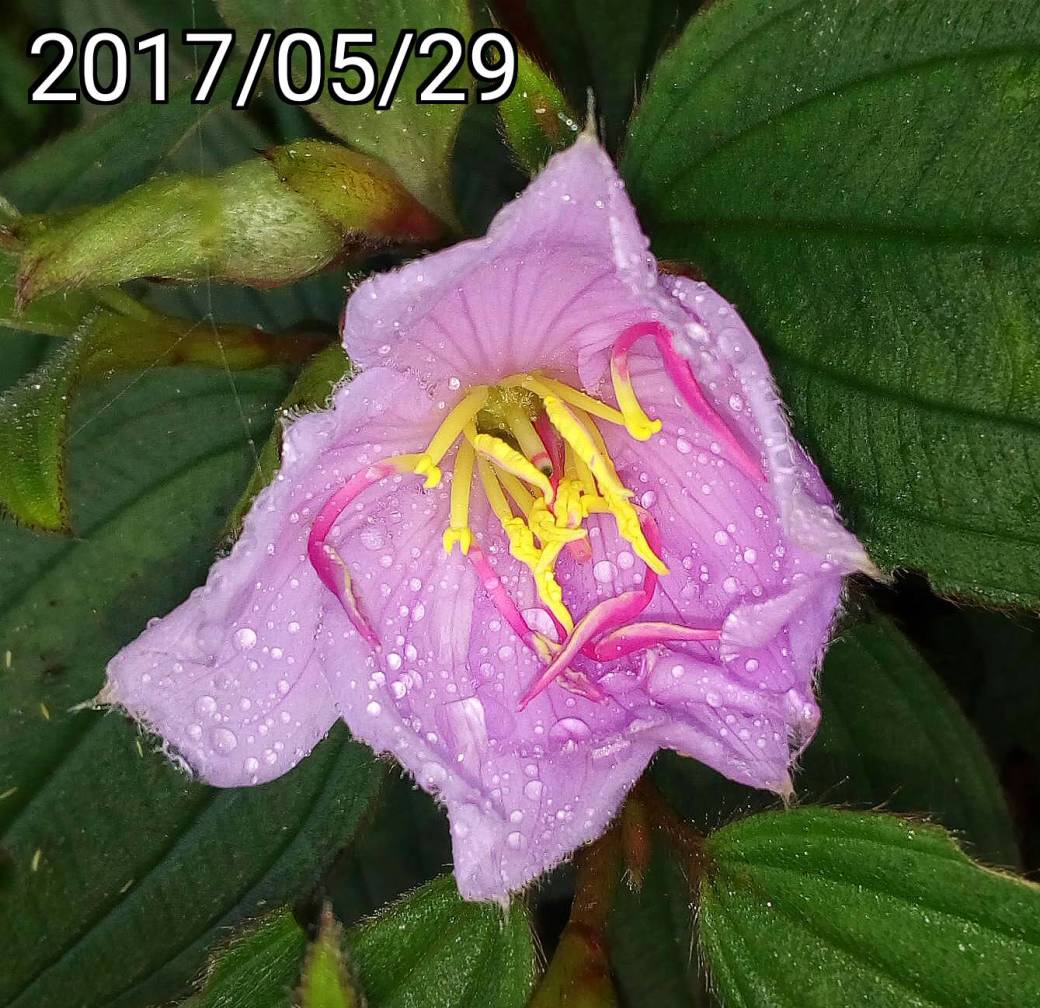 野牡丹的花、flower of Melastoma candidum, Asian Melastome