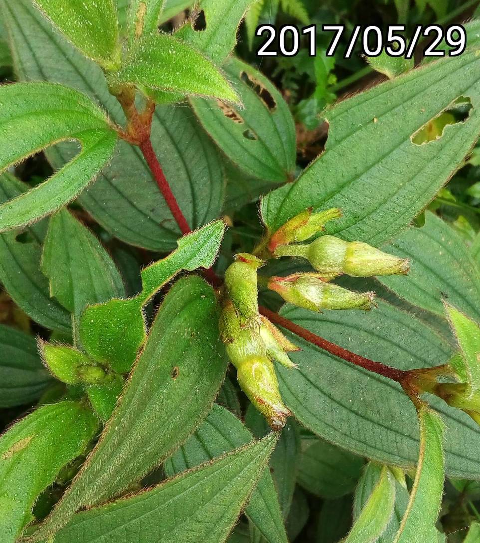 野牡丹的花苞、buds of Melastoma candidum, Asian Melastome