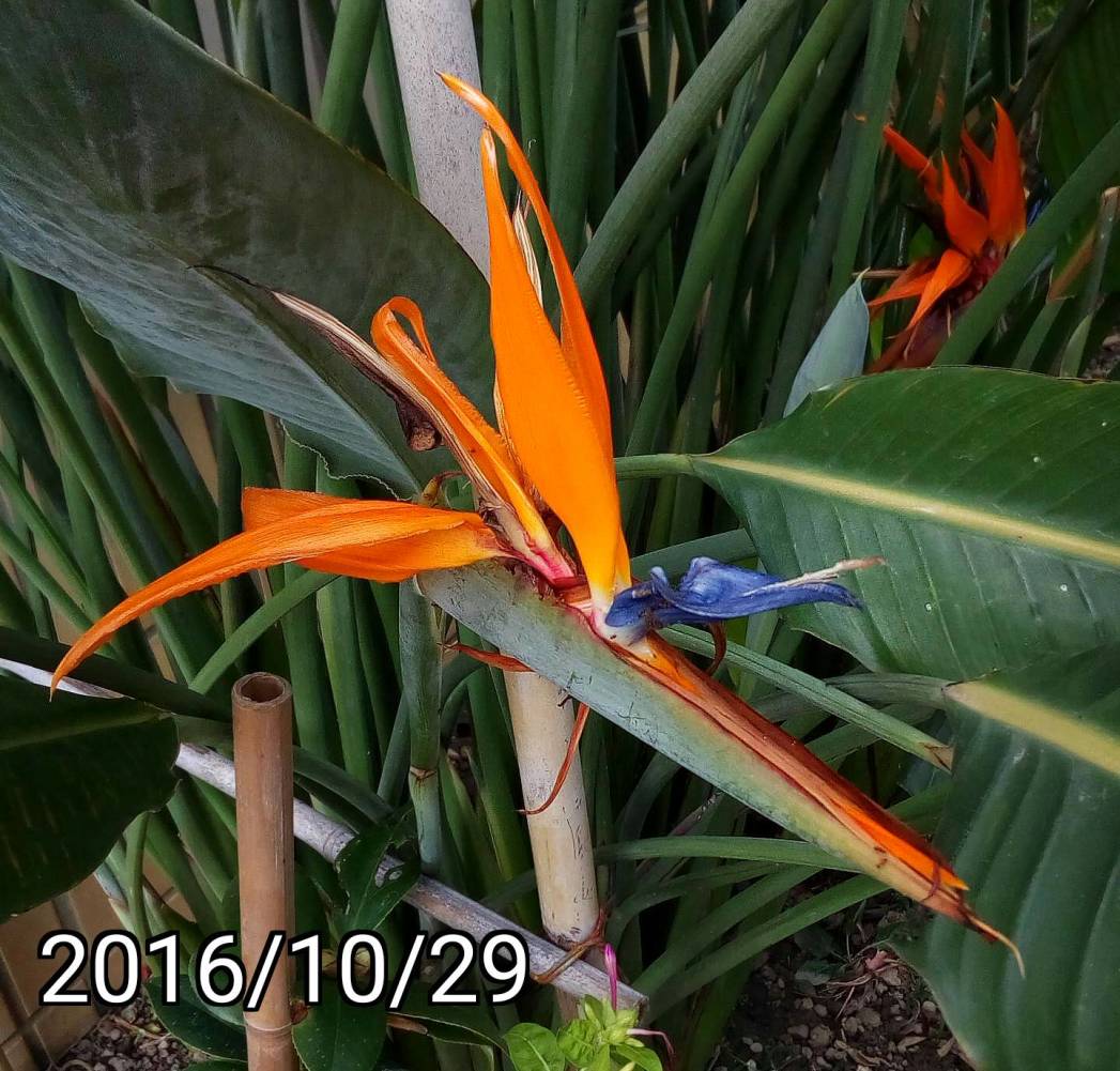 天堂鳥、Strelitzia Regina, bird of paradise flower