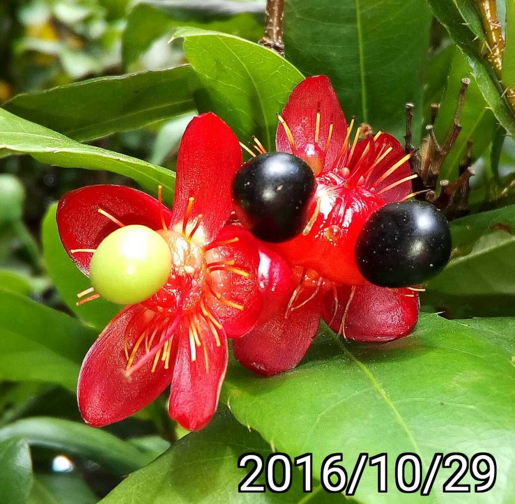 桂葉黃梅、米老鼠樹、金蓮木的成熟果實, ripe fruits of Ochna serrulata, mall-leaved plane, carnival ochna, Bird