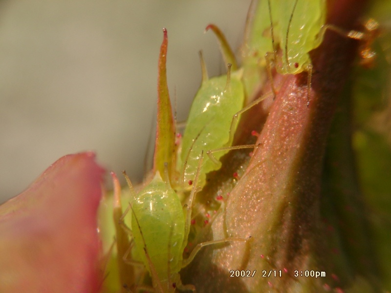 微距攝影 蚜蟲 & 玫瑰花的花苞