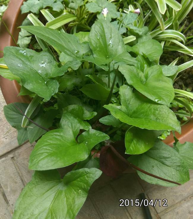 犁頭草、土半夏、Typhonium divaricatum