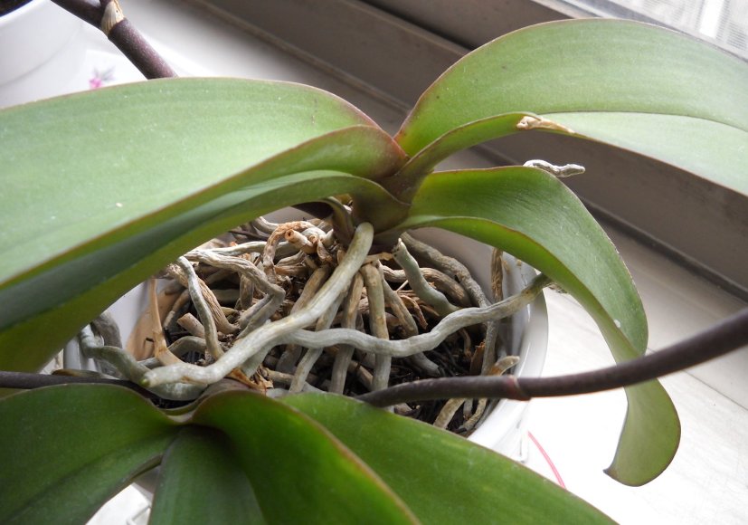 蝴蝶蘭栽培介質的選擇 蛇木屑 瓷盆 水苔 or 蛇木屑