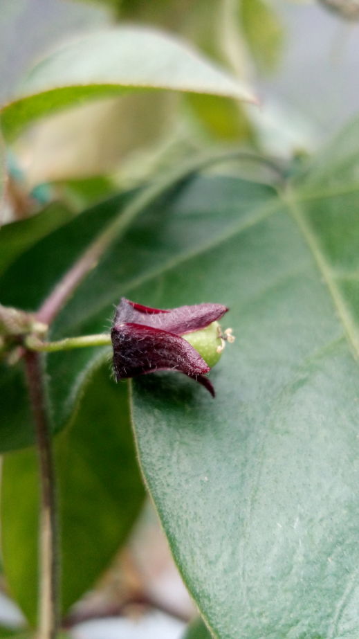 三角葉西番蓮 花苞&果實 Passiflora suberosa， Corky-stemmed Passion Flower 