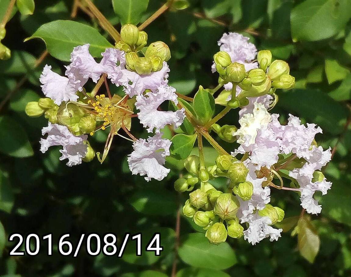 淡紫花紫薇, Lagerstroemia indica, light purple Crape Myrtle Tree