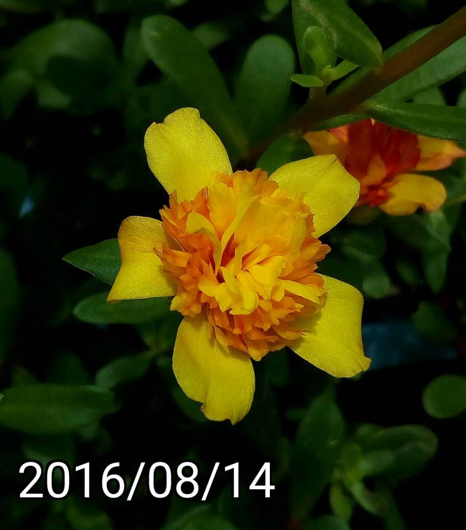 重瓣黃橘紅色 馬齒莧、豬母草  multi-petaled yellow orage Portulaca oleracea 英文名稱：common purslane, verdolaga, pigweed, little hogweed,  pursley, and moss rose