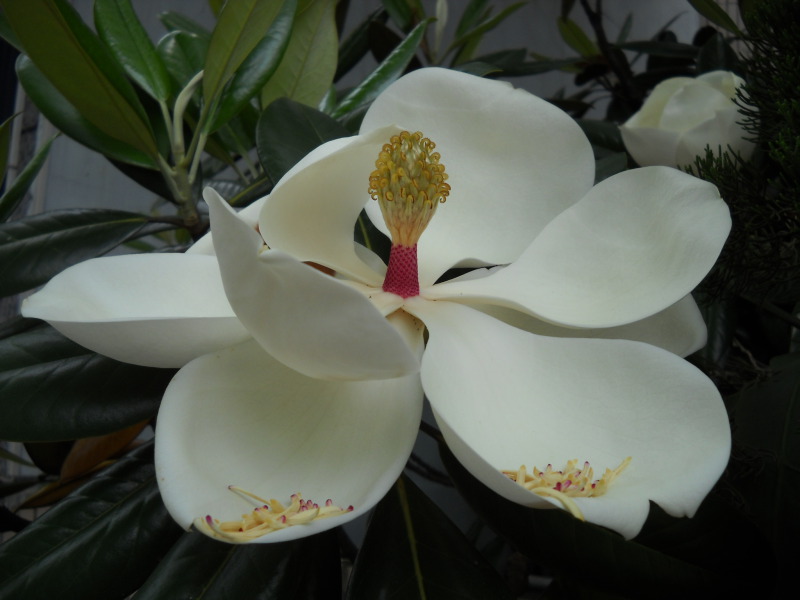 木蓮花、洋玉蘭  Magnolia grandiflora, Southern magnolia or bull bay