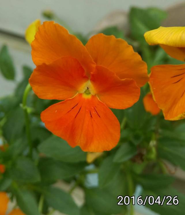 橘色三色菫、orange Viola tricolor, heartsease, heart