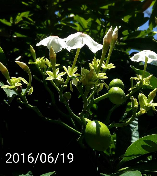 海檬果的花&果實、flowers&fruits of Cerbera manghas, sea mango