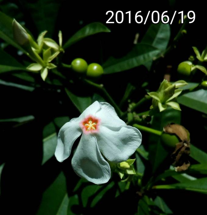 海檬果的花、flower of Cerbera manghas, sea mango