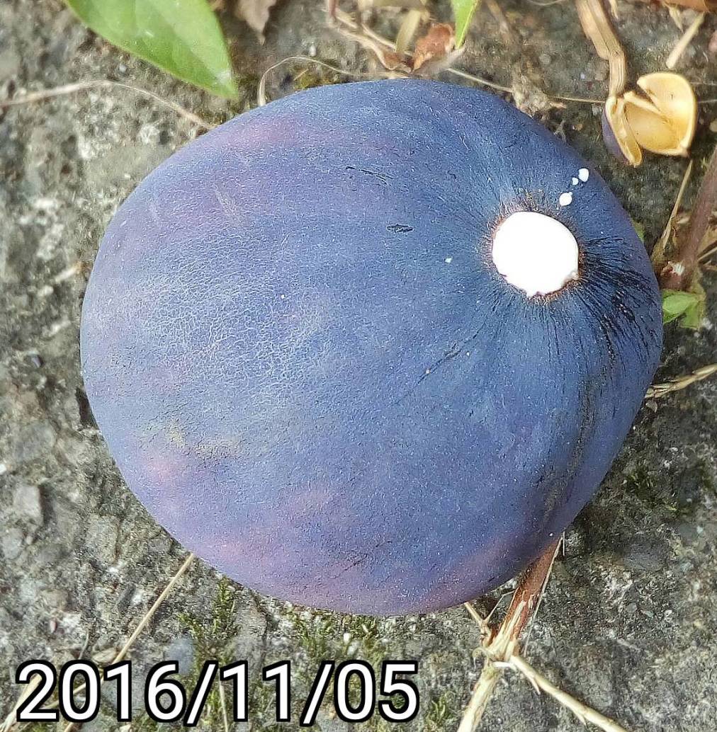 薜荔的成熟紫色果實的白色乳汁, milk of purple ripe fruit of Ficus pumila, creeping fig or climbing fig