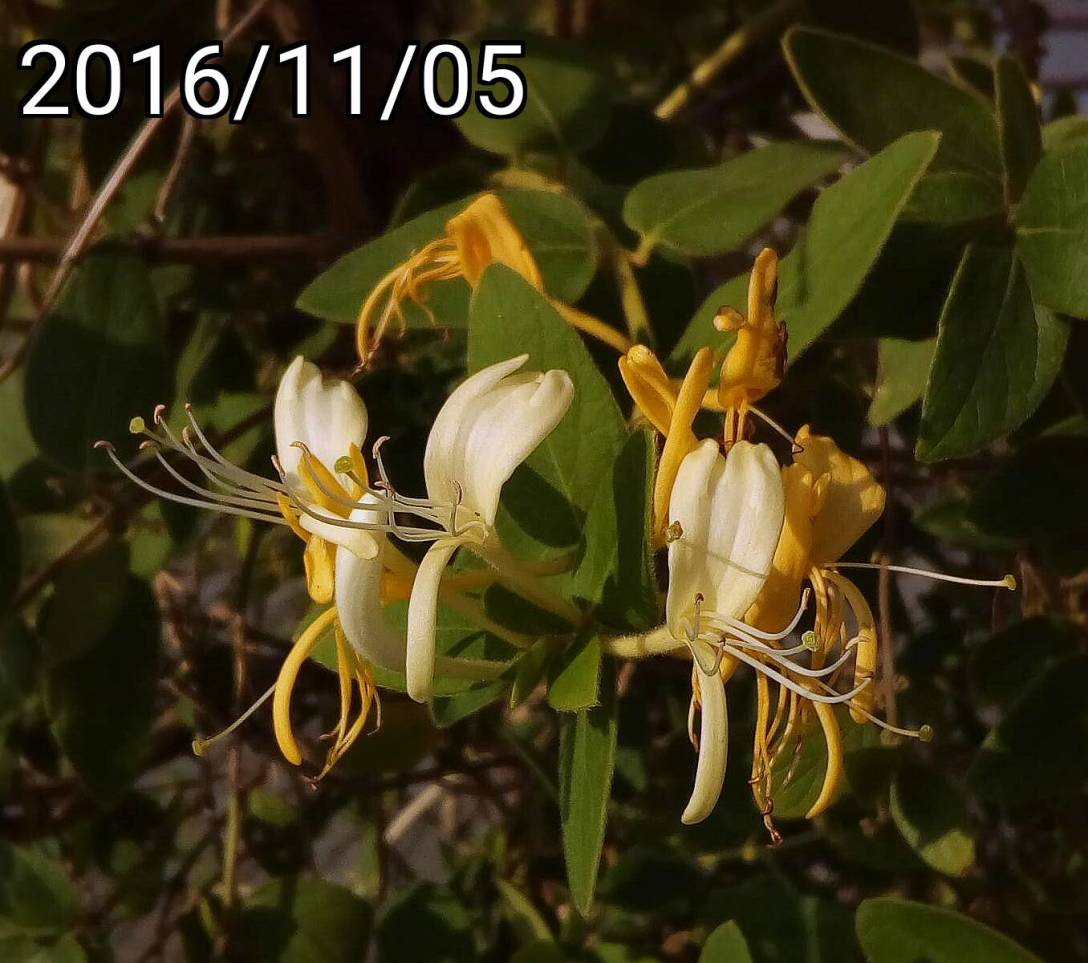 金銀花, Lonicera japonica,  Japanese honeysuckle