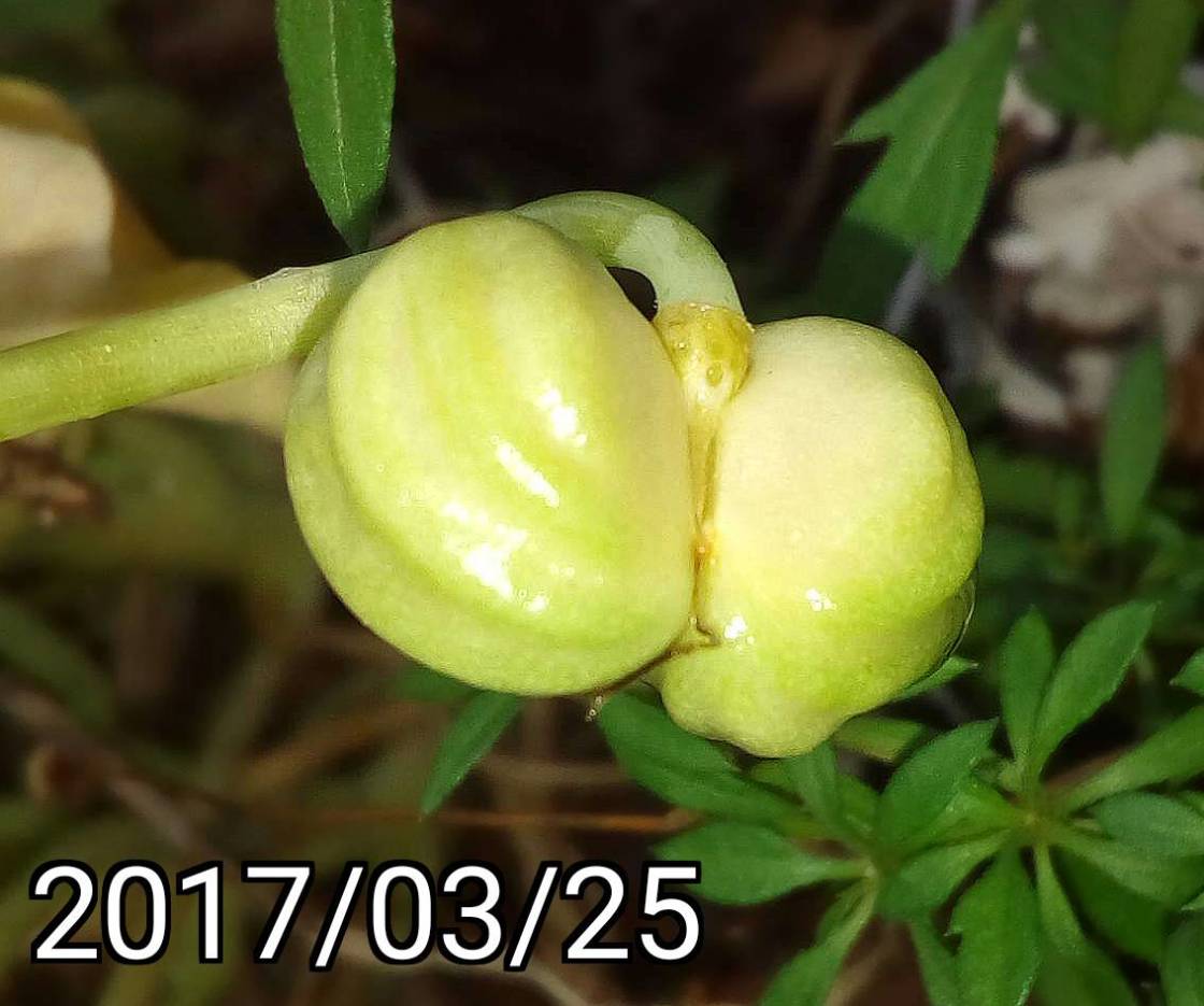 金蓮花、旱金蓮的果實, fruit of Tropaeolum majus, nasturtium