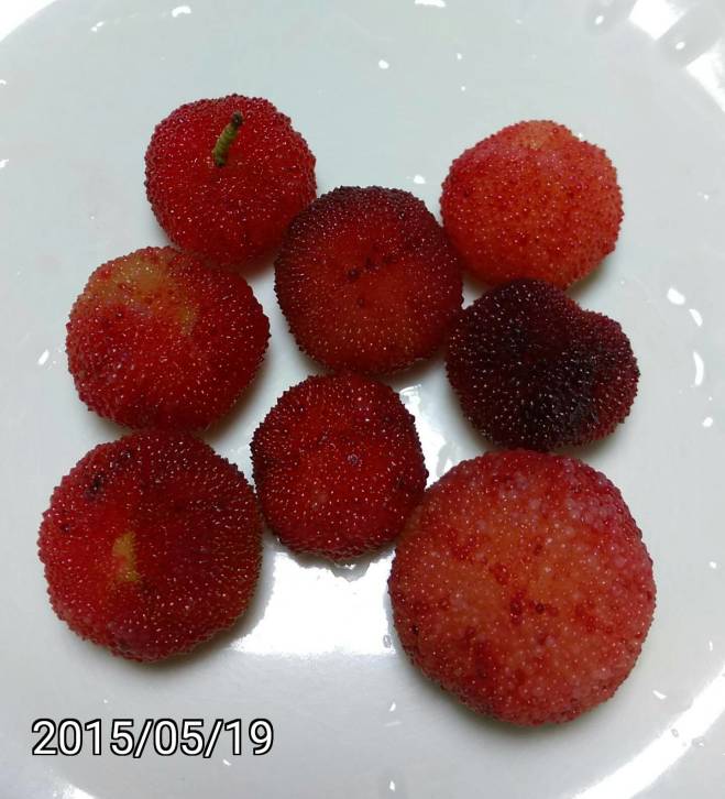 楊梅、樹梅的果實、fruits of Myrica rubra, Chinese Bayberry, Japanese Bayberry, Red Bayberry, Yumberry, Waxberry