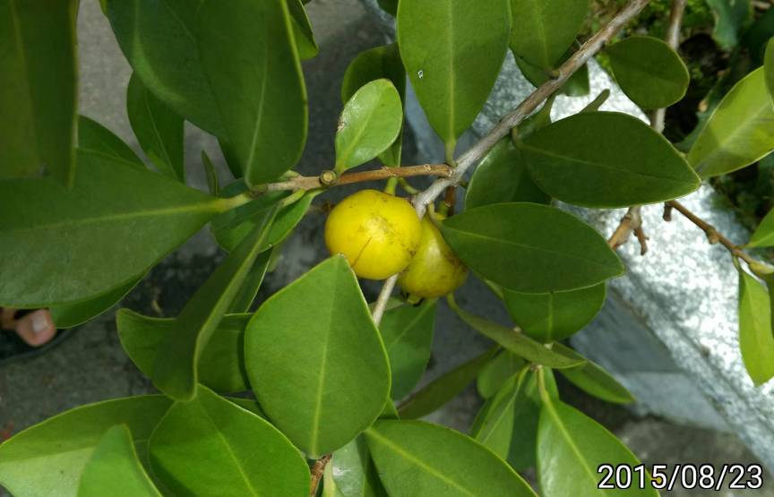 榕樹芭樂的黃色果實, fruits of Psidium cattleianum var. littorale, Cattley guava, strawberry guava or cherry guava