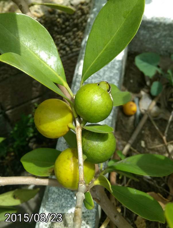 榕樹芭樂的黃色果實, fruits of Psidium cattleianum var. littorale, Cattley guava, strawberry guava or cherry guava