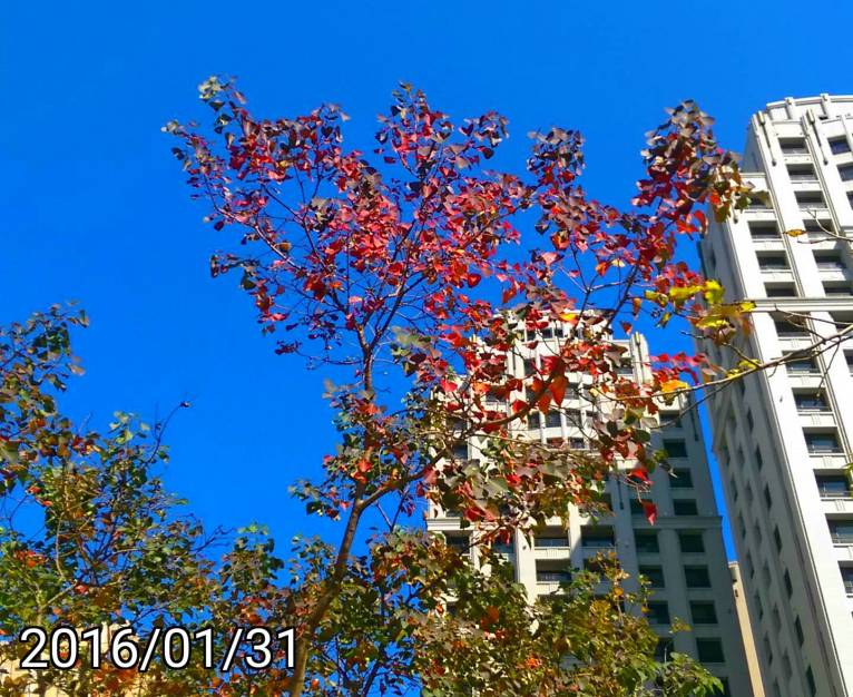 烏桕紅葉, red leaves of Chinese tallow tree, Florida aspen, Triadica sebifera