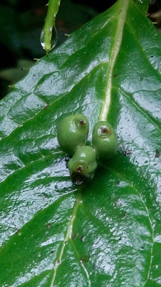 台灣青莢葉 (葉長花、葉長果) Helwingia formosana