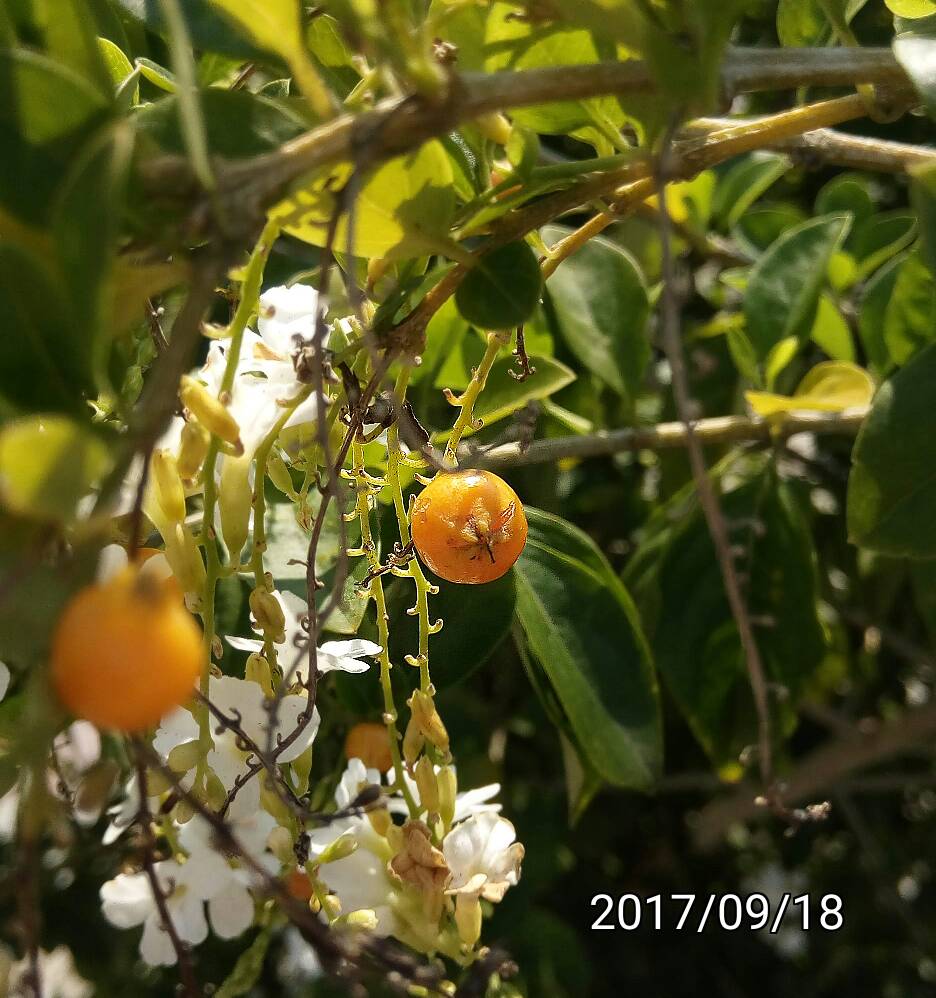 金露花的果實,fruit of  Duranta erecta,  golden dewdrop, pigeon berry, skyflower
