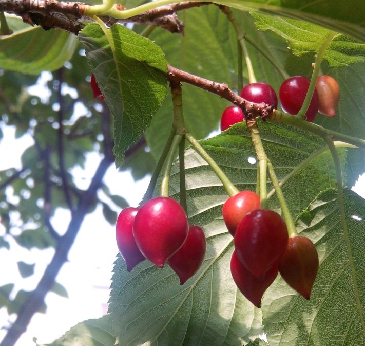 山櫻花(學名 Prunus campanulata Maxim) 的果實