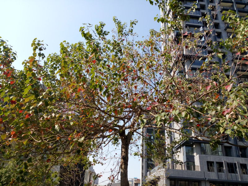 變紅的烏桕, Chinese tallow tree, Florida aspen, Triadica sebifera