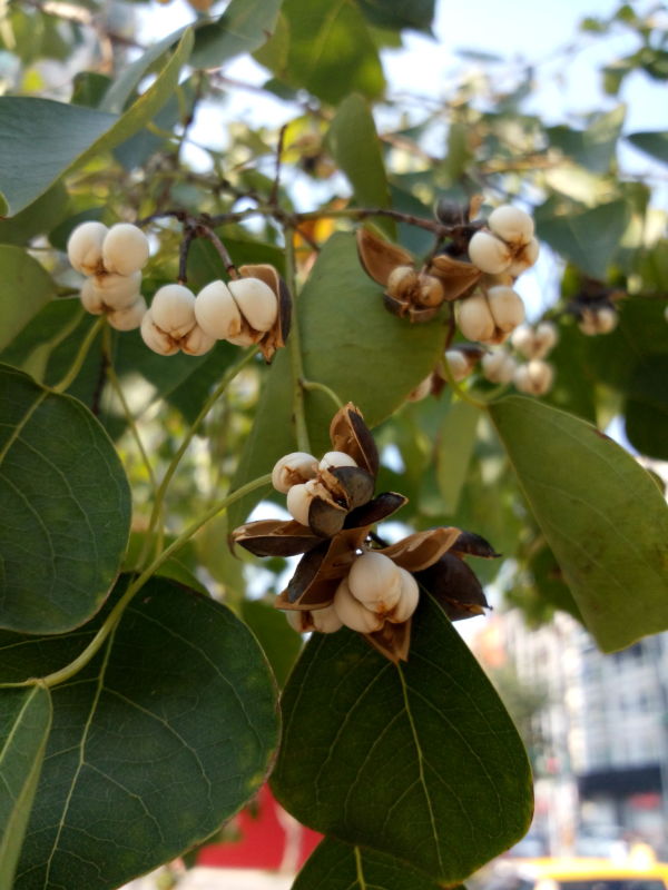 烏桕的變乾裂開的果實 & 種子, fruits and seeds of Chinese tallow tree, Florida aspen, Triadica sebifera