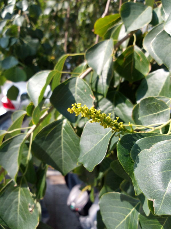 烏桕的雌花, female flowers of Chinese tallow tree, Florida aspen, Triadica sebifera