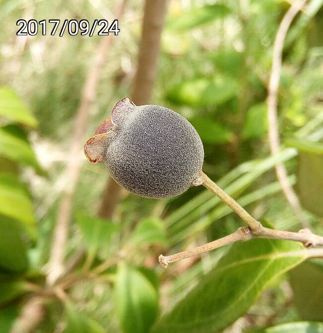 桃金孃的果實、fruit of Rhodomyrtus tomentosa, Rose Myrtle