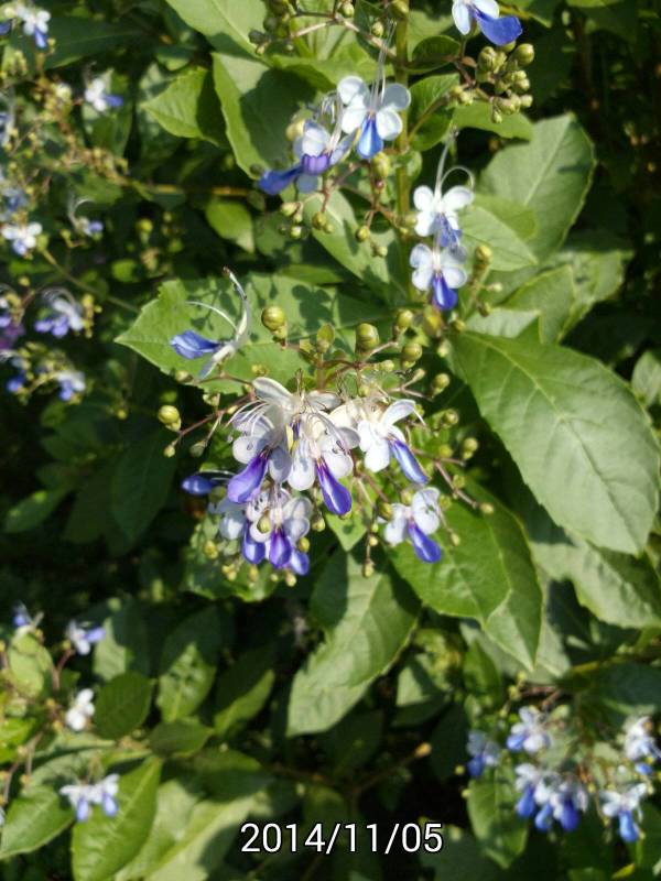 藍蝶花, Blue butterfly bush, Clerodendrum ugandense