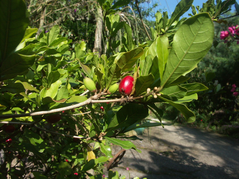 神祕果 (Miracle Fruit)Miraculous Fruit / Berry
