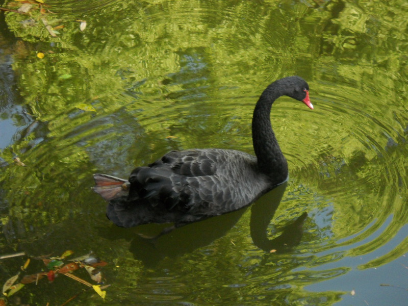 慈湖的黑天鵝