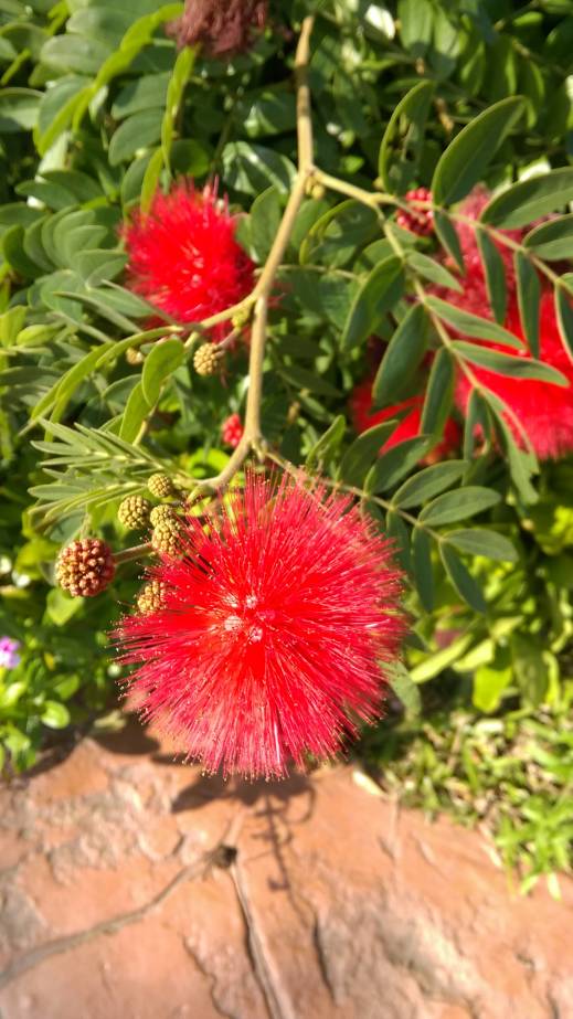 紅粉撲花 Calliandra emarginata, red powder-puff, Fairy Duster