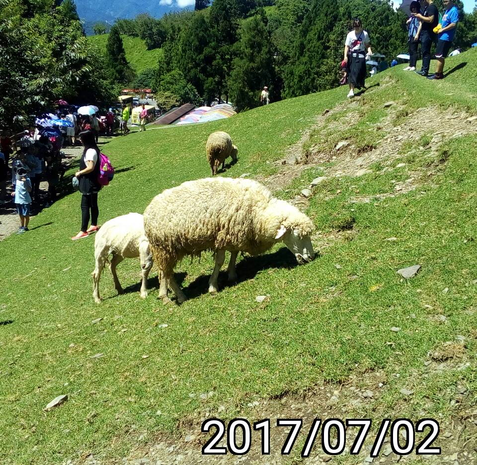 清境農場-吃草的綿羊