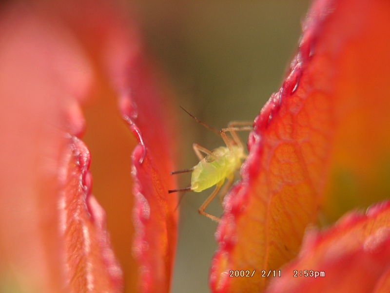 微距攝影 蚜蟲與玫瑰花嫩葉