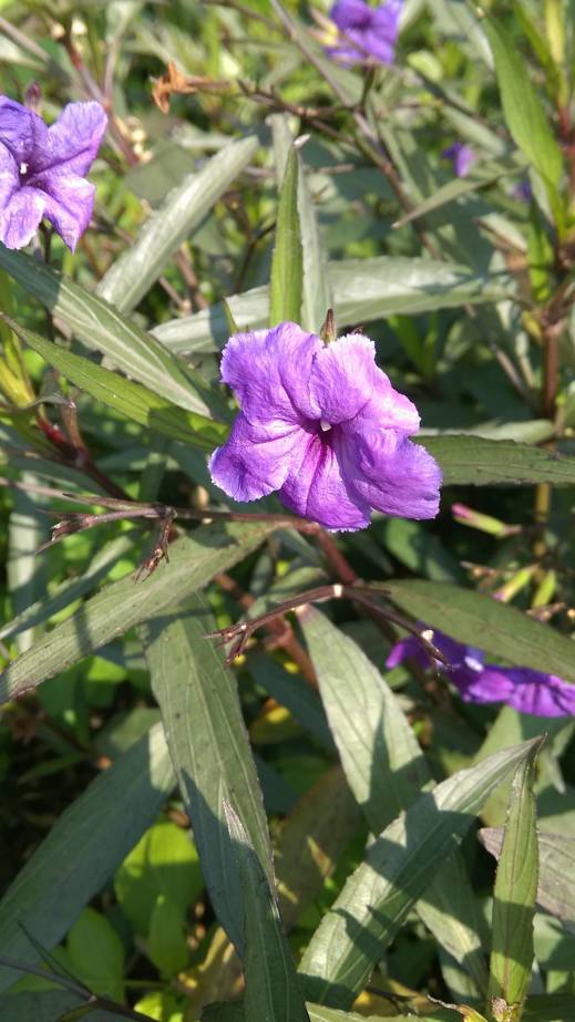 紫花翠蘆莉、Ruellia simplex、Britton