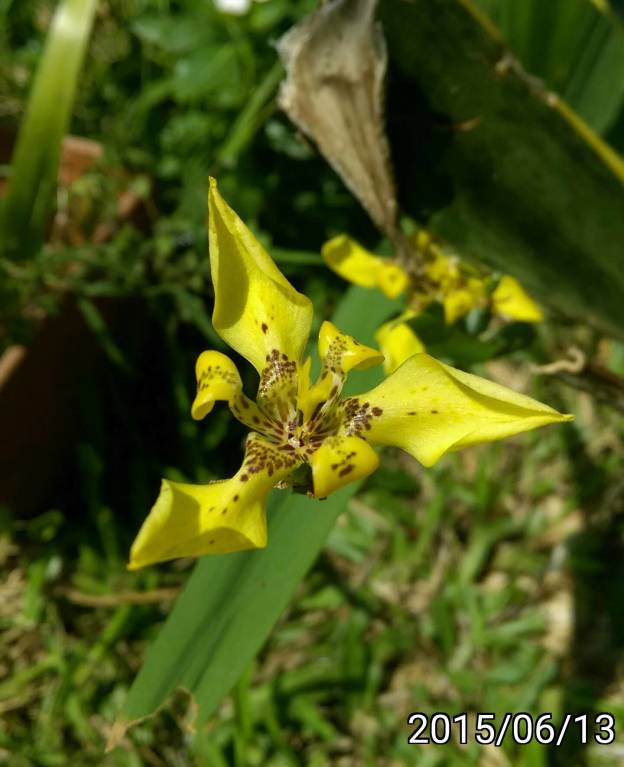 三角黃色鳶尾花、Trimezia steyermarkii 