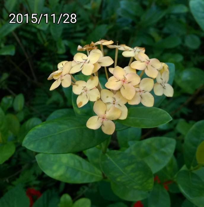 裂瓣淡黃色仙丹花、Ixora chinensis, light yellow West Indian Jasmine