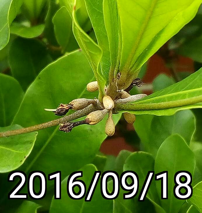 神秘果的花苞, buds of Synsepalum dulcificum, Miraculous Fruit / Berry
