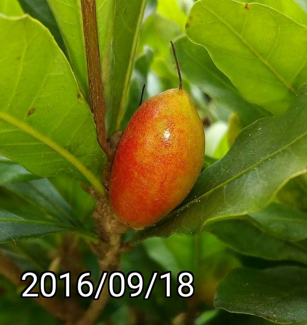 神秘果的果實, fruit of Synsepalum dulcificum, Miraculous Fruit / Berry