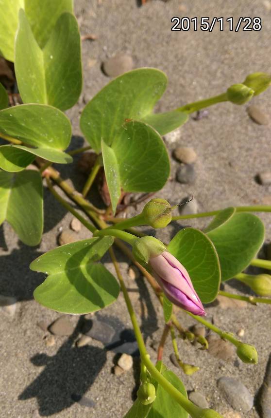馬鞍藤的花苞&果實, bud & fruit of flower Ipomoea pes-caprae, bayhops, beach morning glory or goat