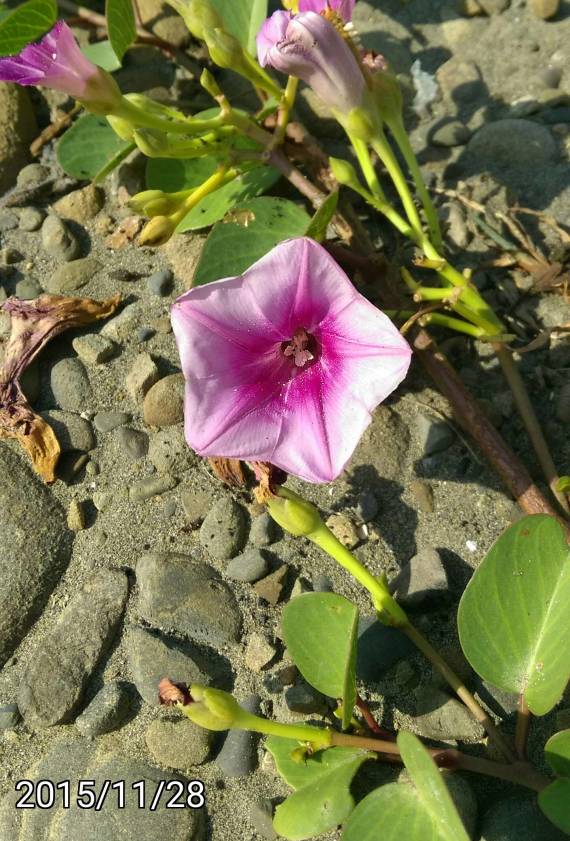 馬鞍藤的花, flower Ipomoea pes-caprae, bayhops, beach morning glory or goat