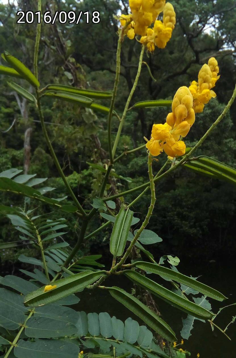 黃花鐵刀木的果實/花,  fruits/flowers of Senna alata, candle bush, candelabra bush, empress candle plant, ringworm tree