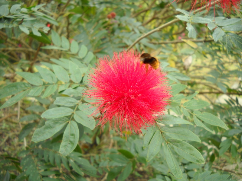 紅粉撲花&採花蜜的熊蜂