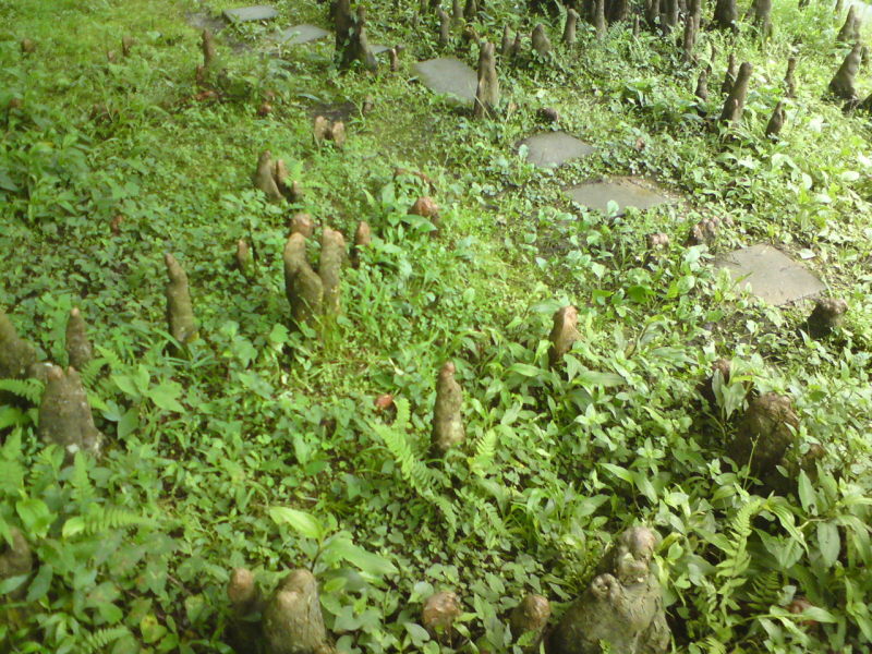 新竹 芎林 鹿寮坑 濕地農場 落羽松 跑出地面的根